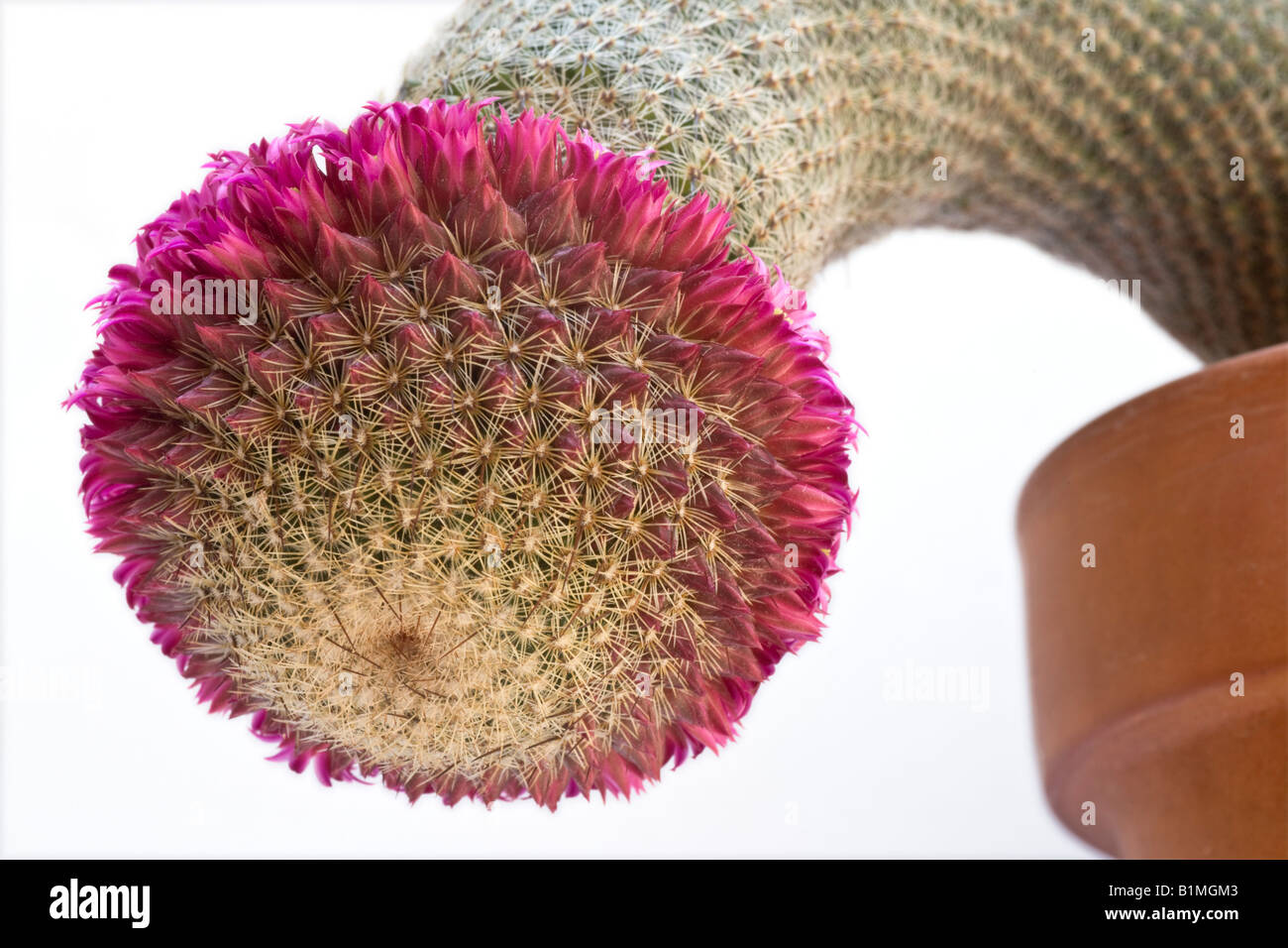 Ein blühender Kaktus (Mammillaria Matudae). Kaktus (Mammillaria Matudae) En Fleurs. Stockfoto