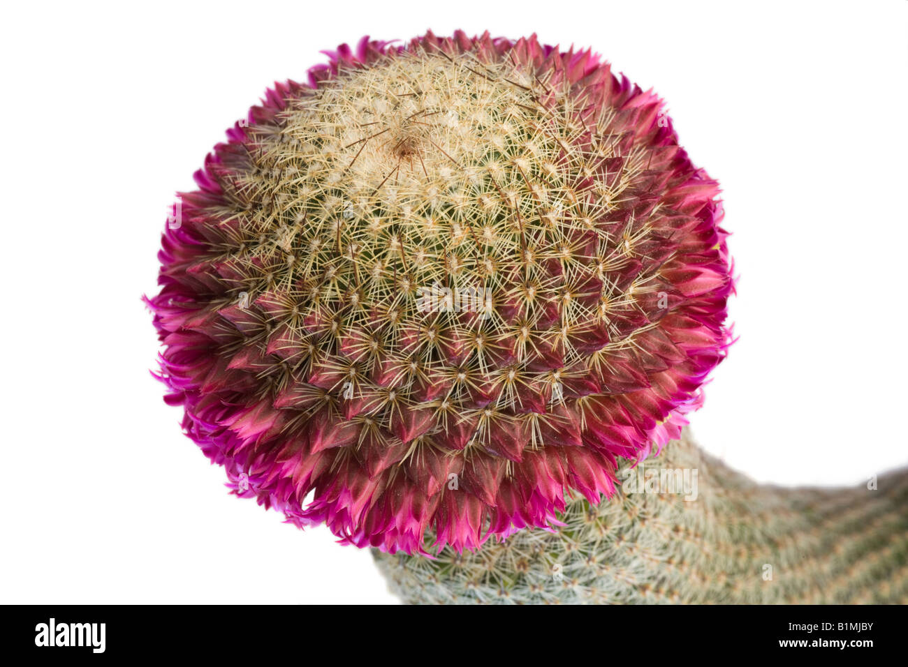 Ein blühender Kaktus (Mammillaria Matudae). Kaktus (Mammillaria Matudae) En Fleurs. Stockfoto