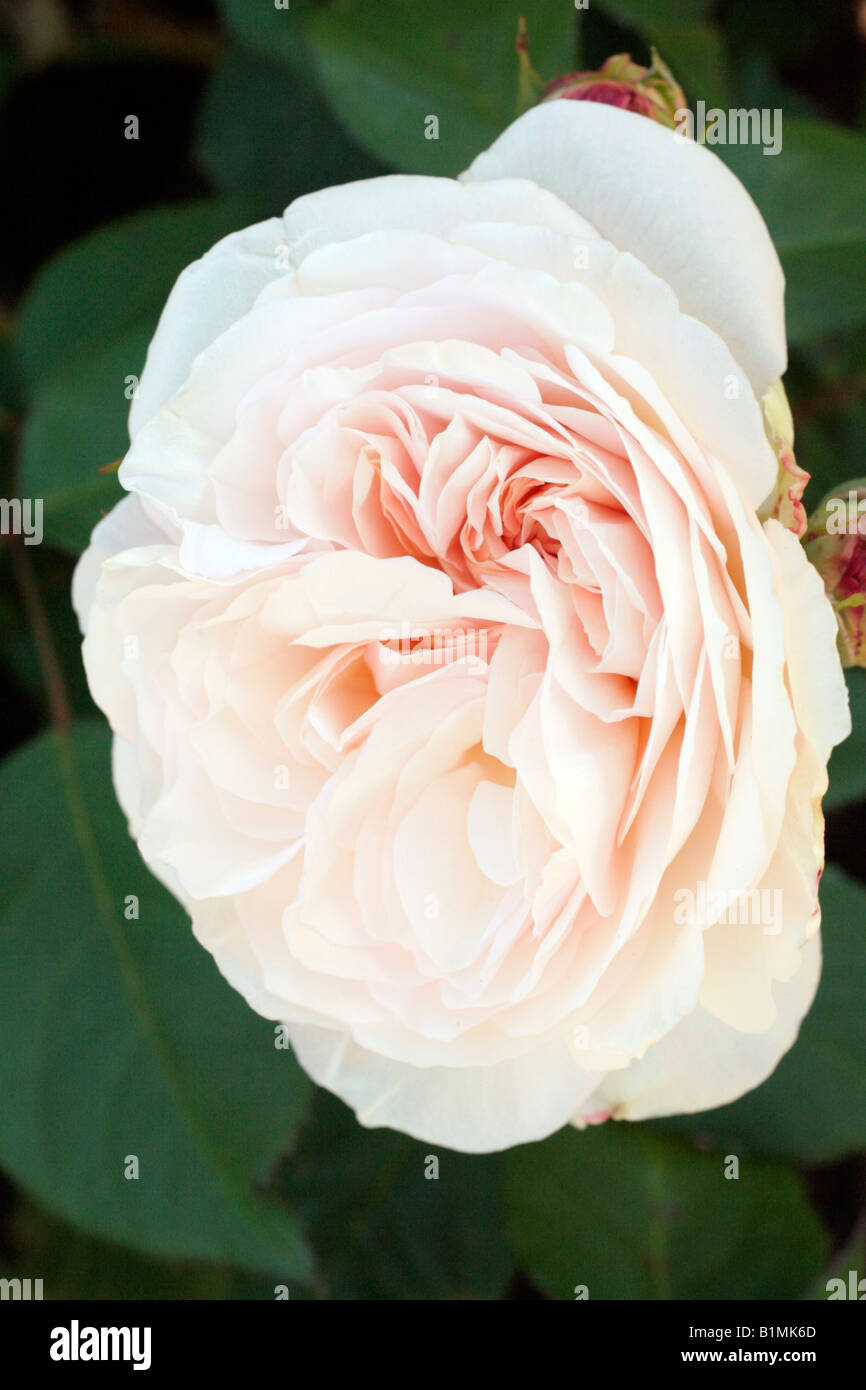ROSA GRUS EIN AACHEN Stockfoto