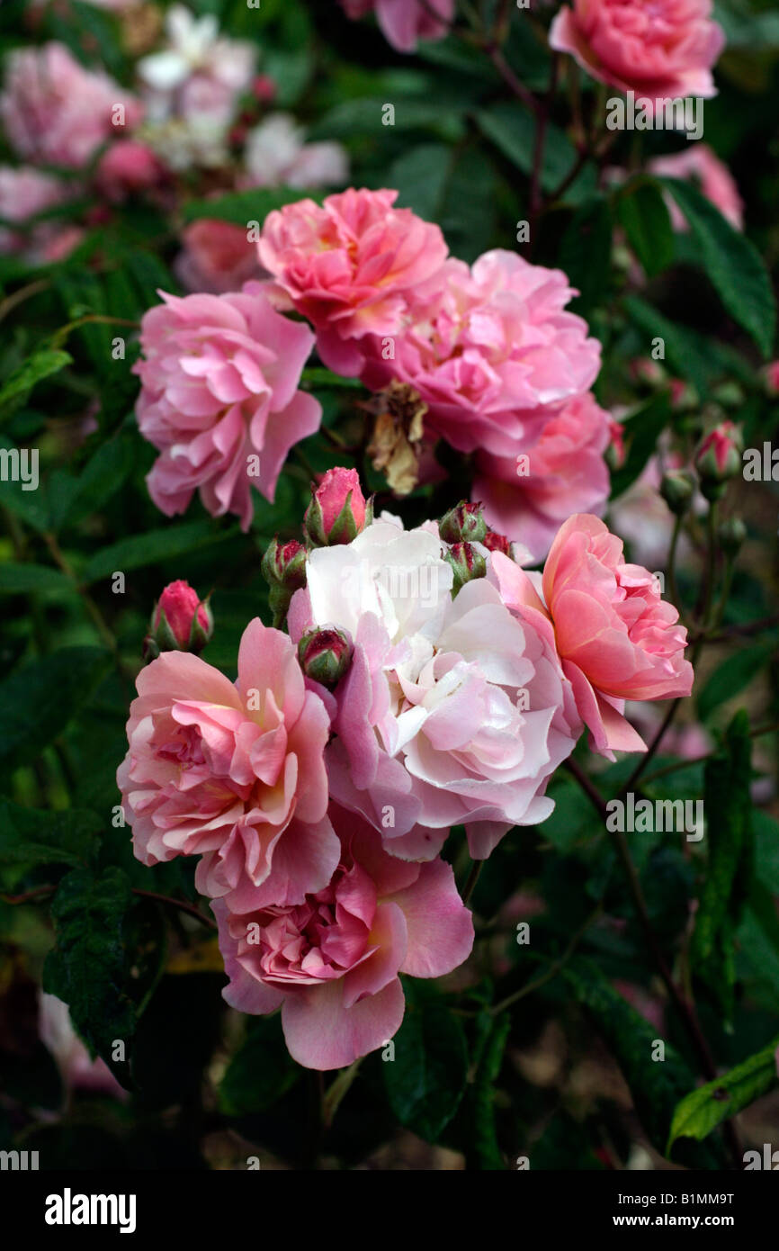 ROSA CORNELIA AGM HYBRID MUSK ROSE Stockfoto