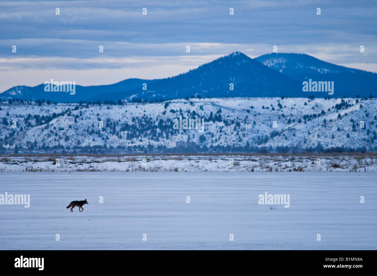 Coyote zu Fuß über Schnee bedeckt Feld Lower Klamath National Wildlife Refuge California Stockfoto
