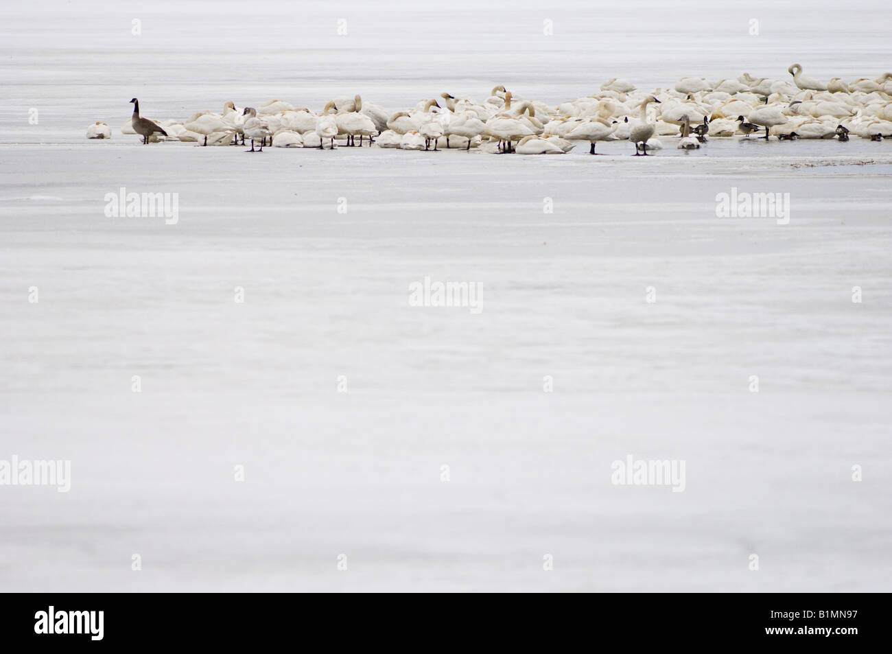 Schwäne, Enten und Gänse am unteren Klamath National Wildlife Refuge, Kalifornien. Stockfoto