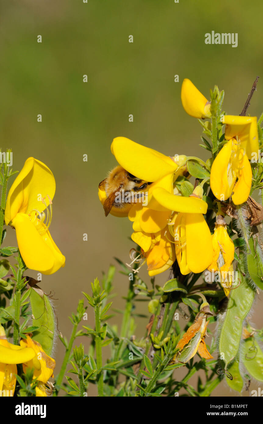 Biene auf Besen Blume Fütterung. Stockfoto