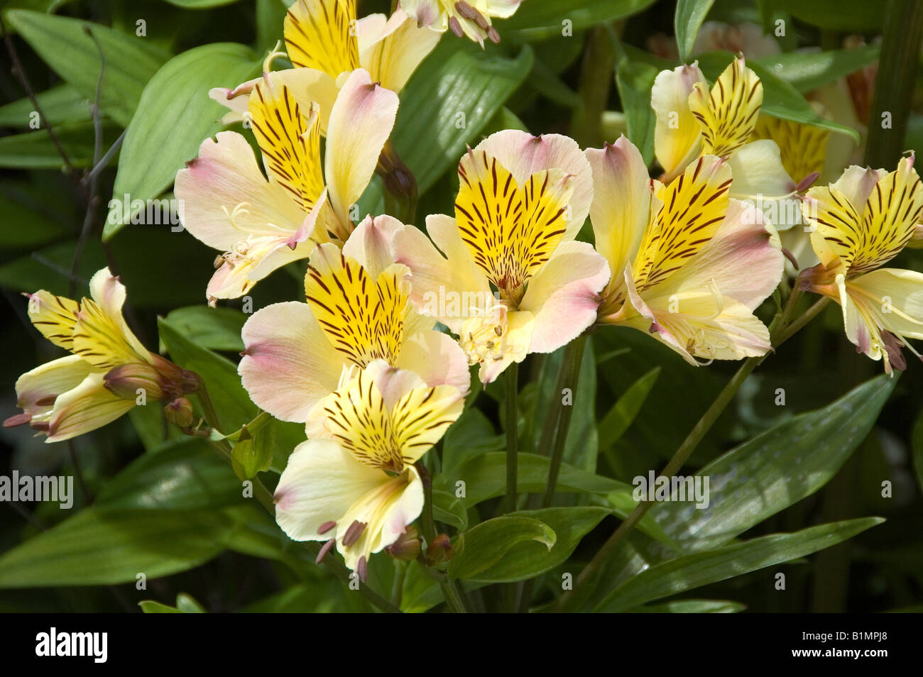 Garten winterharte mehrjährige Peruanische Lilie am 14. Juni 2008 Stockfoto