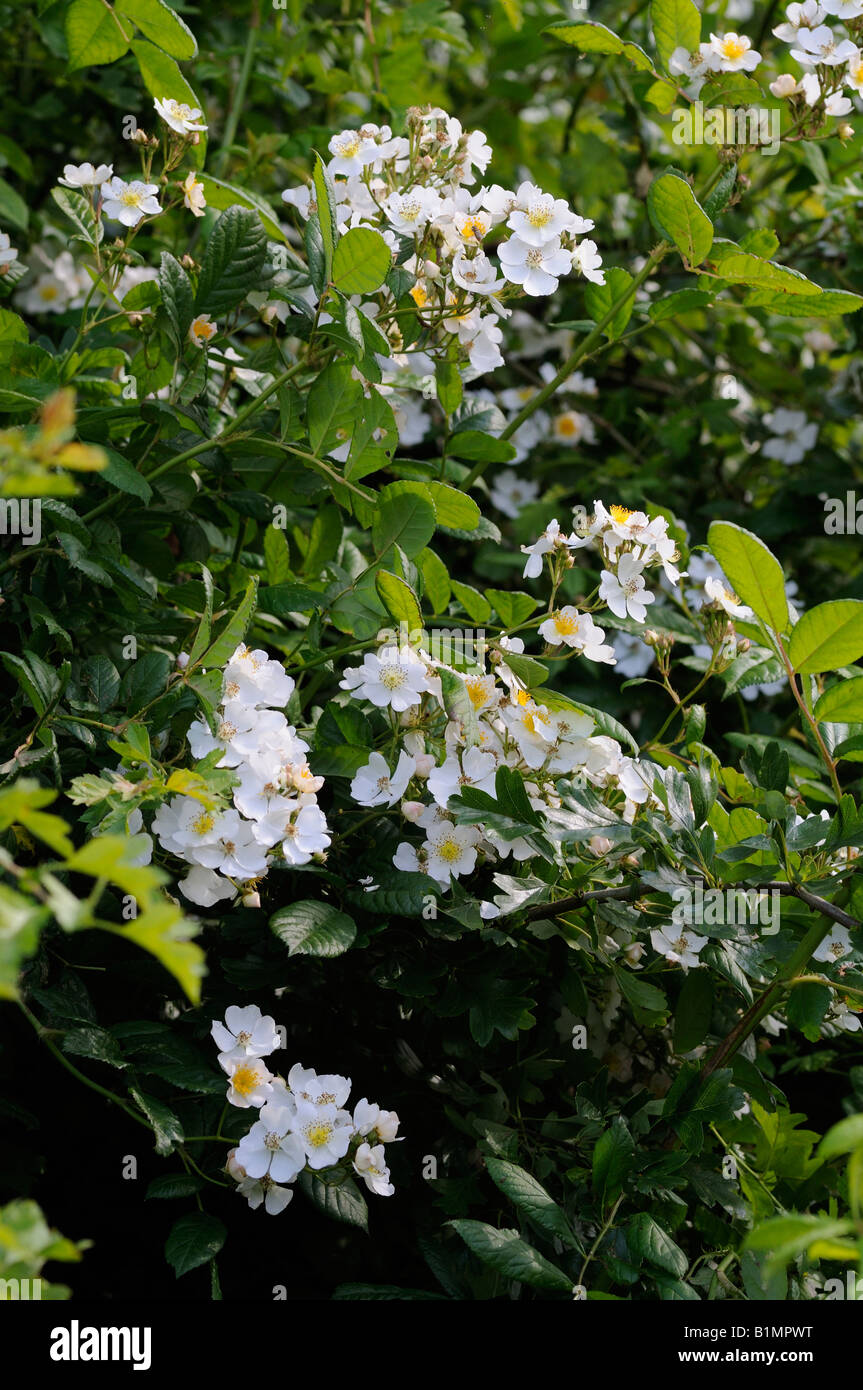 Bramble Blumen. Stockfoto