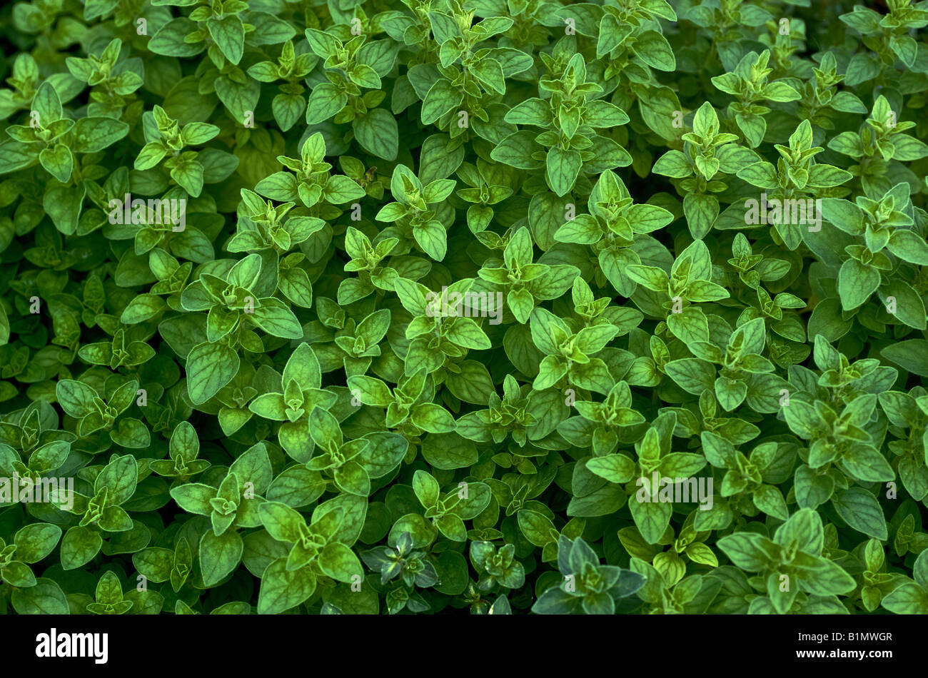 Minze Pflanzen Stockfoto