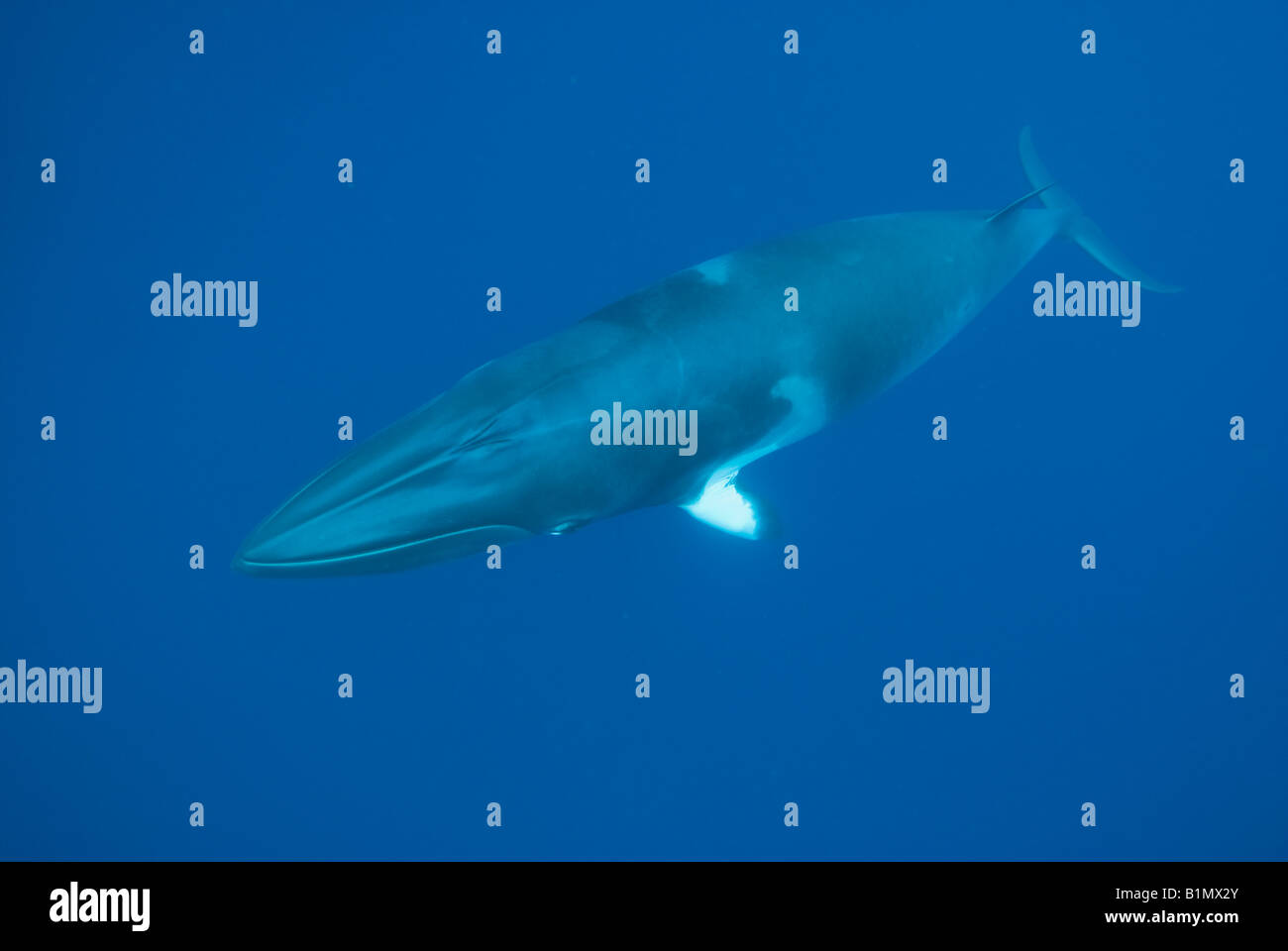 Zwerg Zwergwal (Balaenoptera Acutorostrata SSP.) Great Barrier Reef, Australien unter Wasser Stockfoto