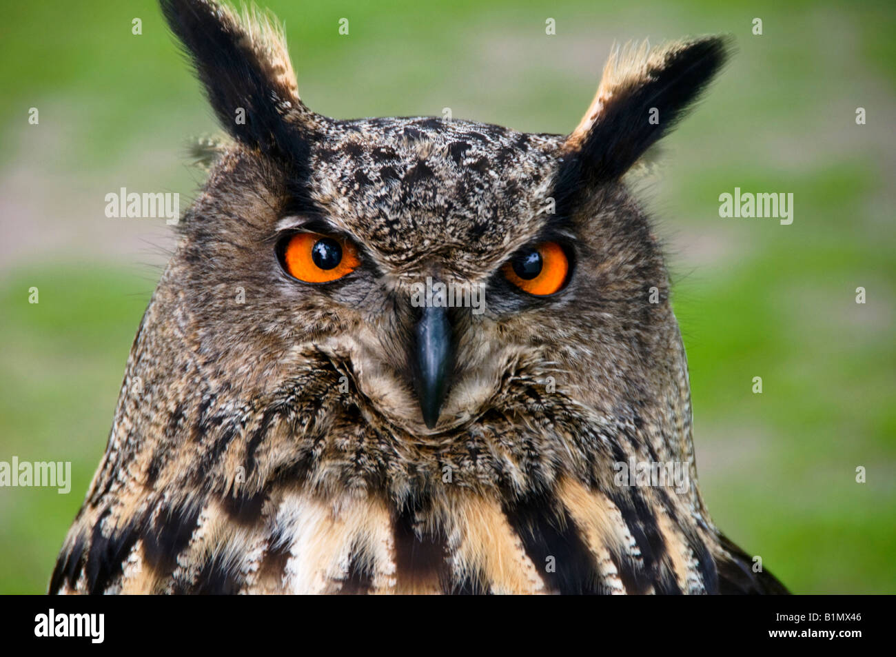 Kopf einer eurasische Adler-Eule, Latin Name Bubo Bubo Stockfoto