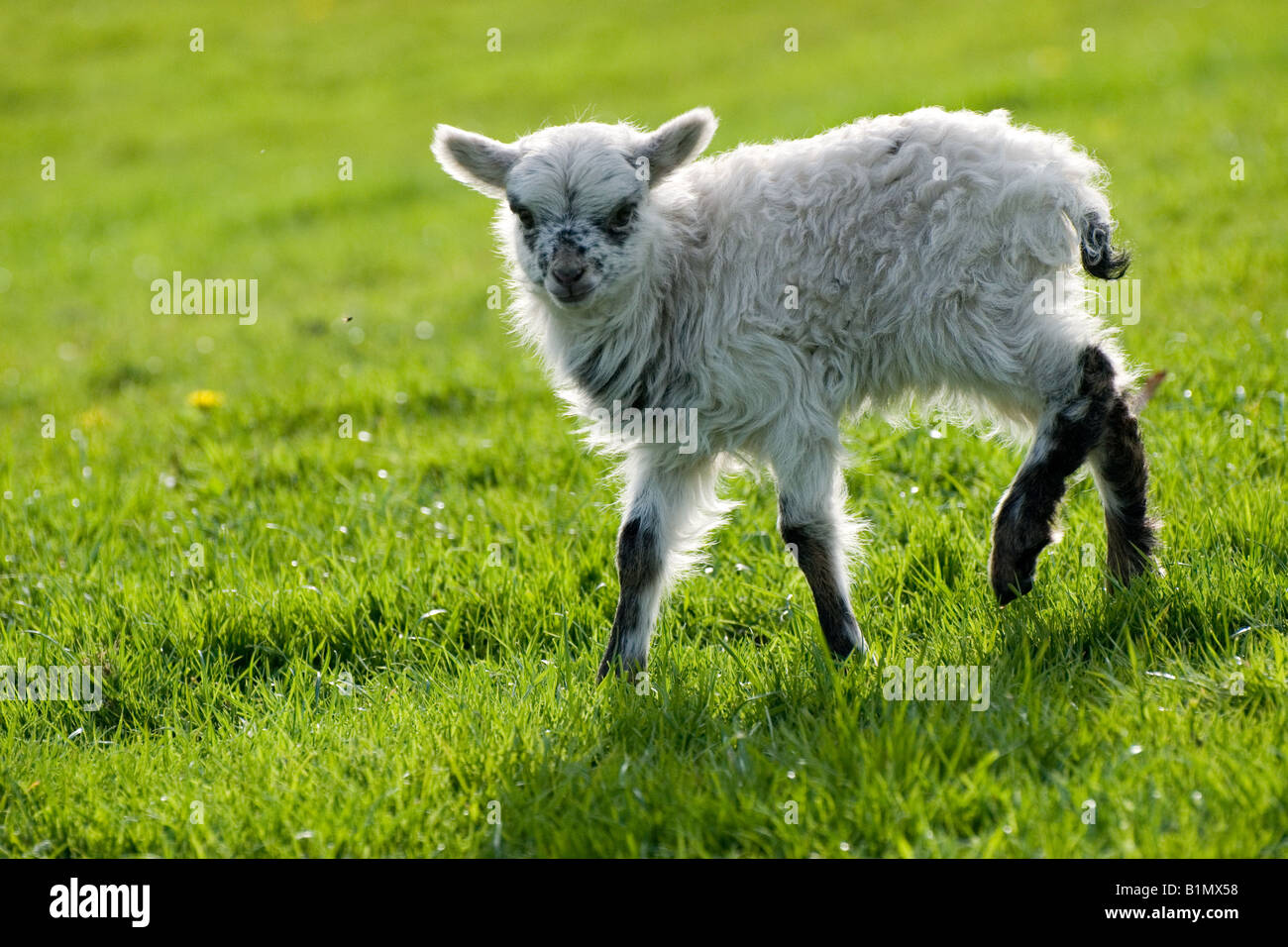 North Ronaldsay Lamm Stockfoto