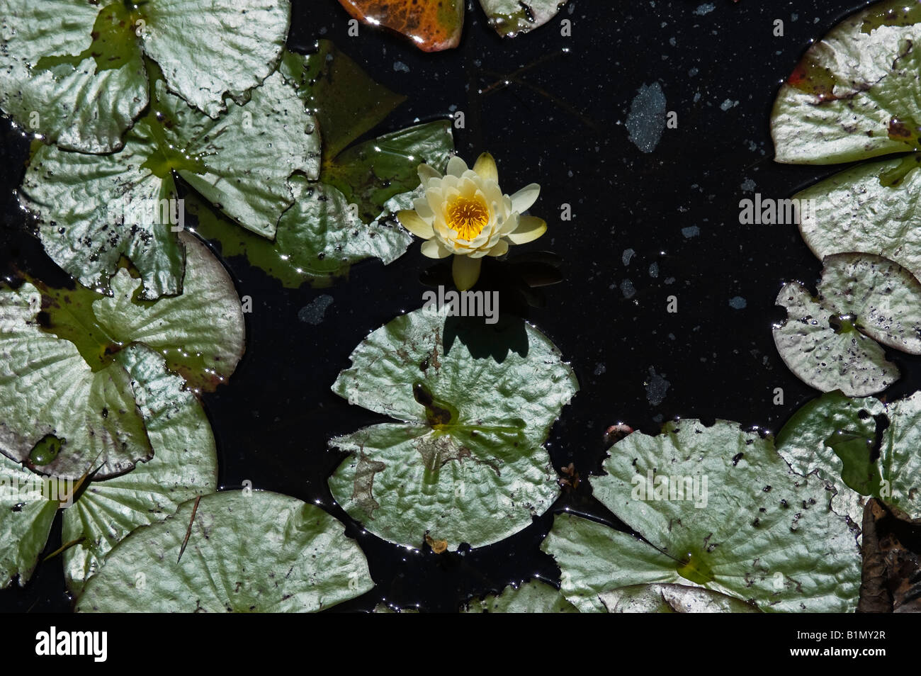 Blume und Schwimmblätter der Wildwasser-Lilie Nymphea Odorata bei Tate s Hölle State Forest North Florida Stockfoto