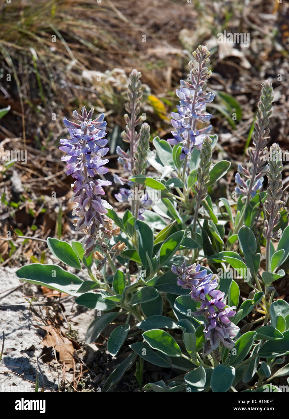 Lupine in voller Blüte auf dem hohen Bluff Coastal Wanderweg bei Tate s Hölle State Forest North Florida Lupinus L Stockfoto