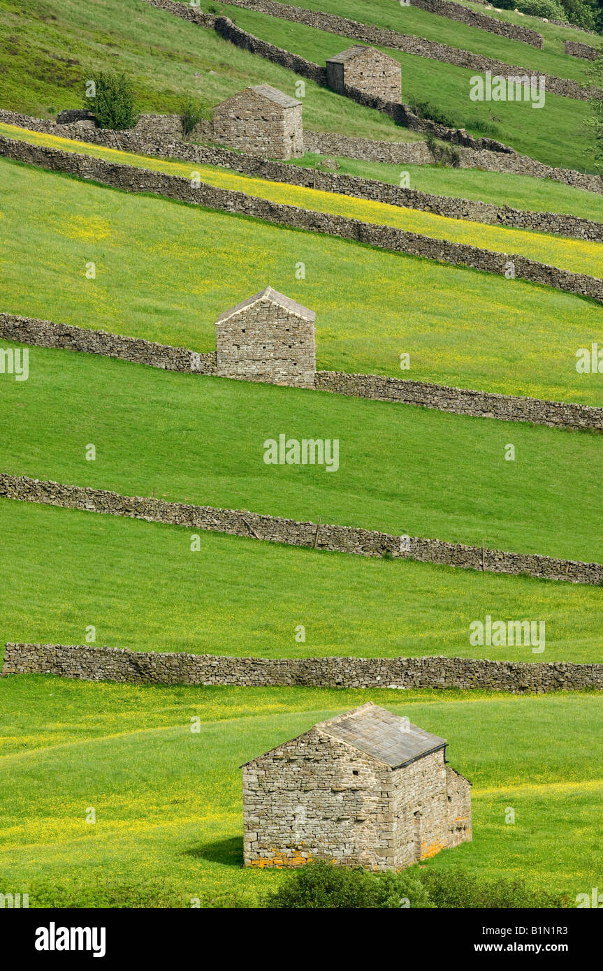 Scheunen und Trockensteinmauern im Swaledale nahe Thwaite Yorkshire Dales National Park Stockfoto