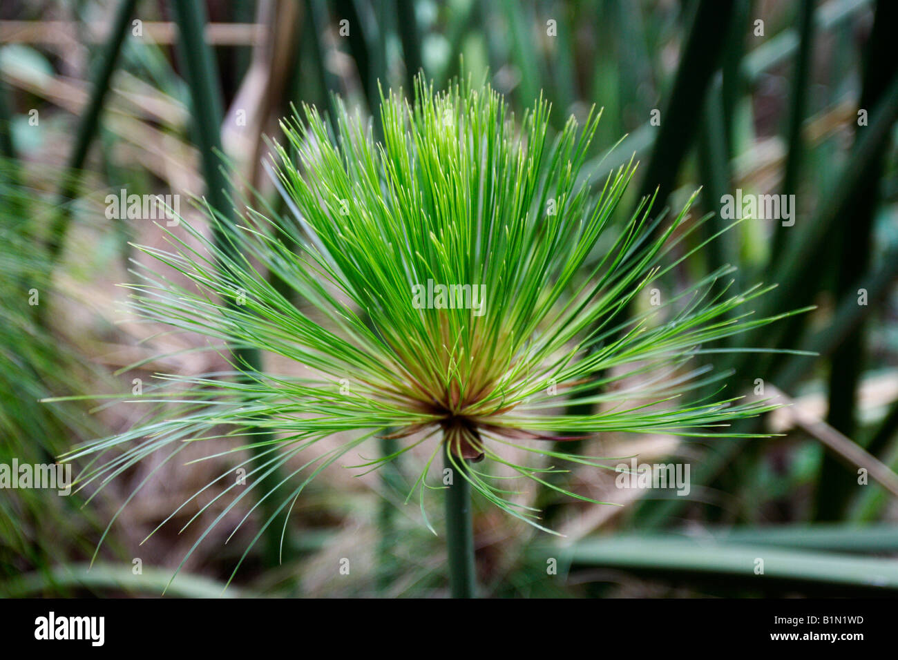 Bambuspflanze Stockfoto