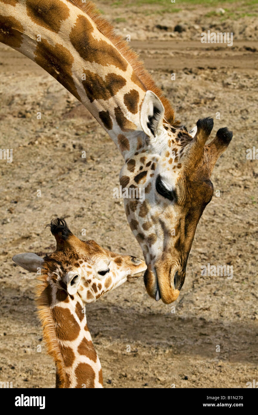 Mutter Giraffe mit ihrem baby Stockfoto