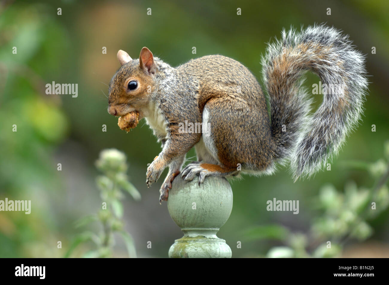 Ein graues Eichhörnchen isst, während es auf einem Gartenzaun Sciurus carolinensis sitzt Stockfoto