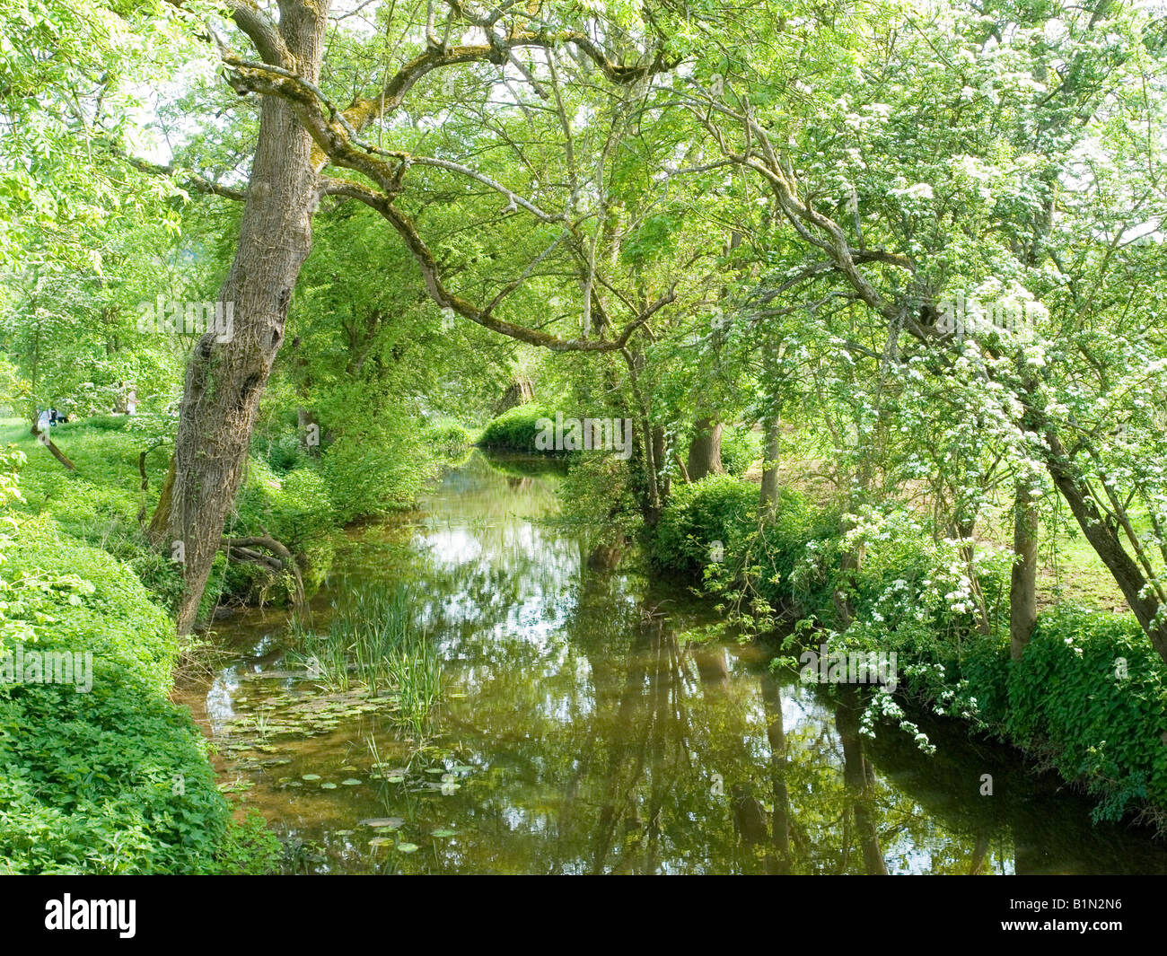 Ein Blick durch die Bäume durch den Fluss Avon im Dorf Claverton, Bath UK Stockfoto