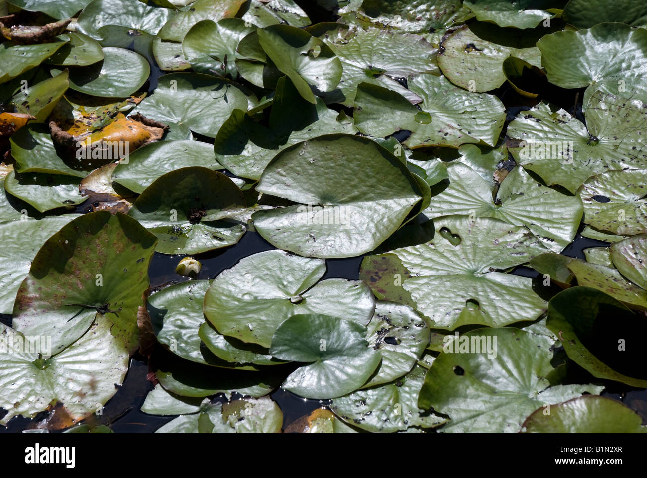 schwimmende Blätter von der Wildwasser-Lilie Nymphea Odorata bei Tate s Hölle State Forest North Florida Stockfoto