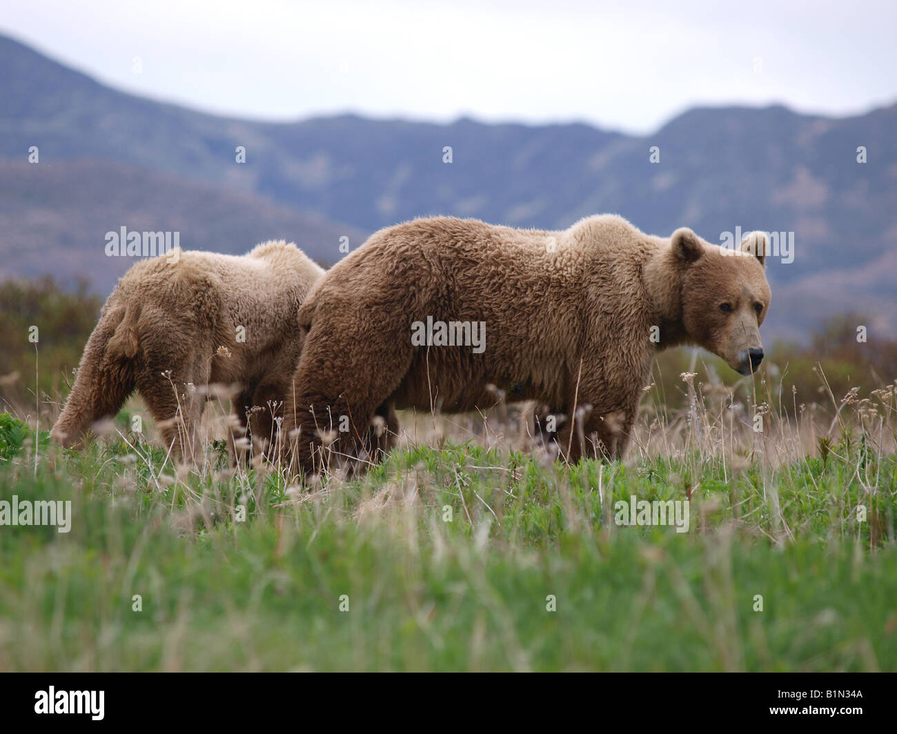 Kodiak Grizzly Bear mit einem ihrer jungen zu säen. Stockfoto