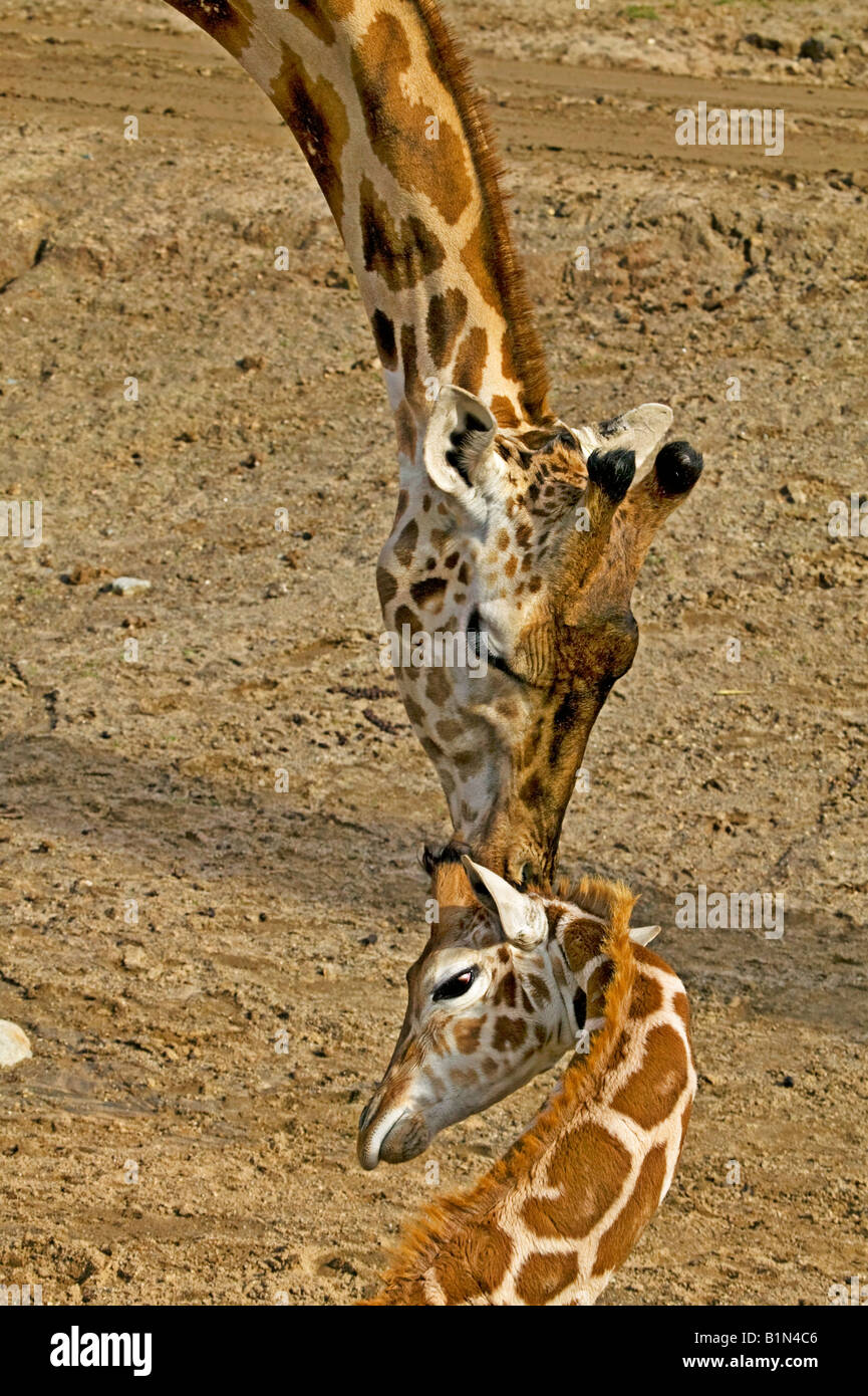 Giraffe Mutter und baby Stockfoto