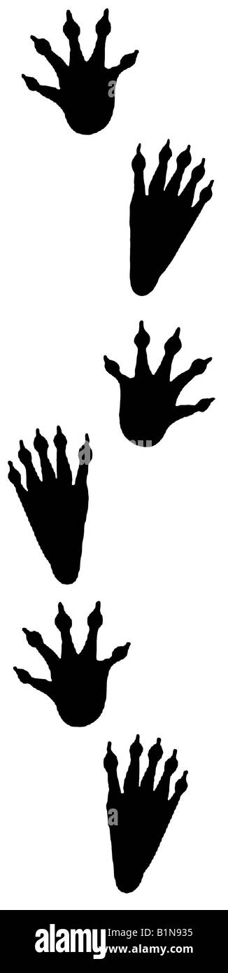 Waschbär (Procyon Lotor), Fußabdrücke, Zeichnung Stockfoto