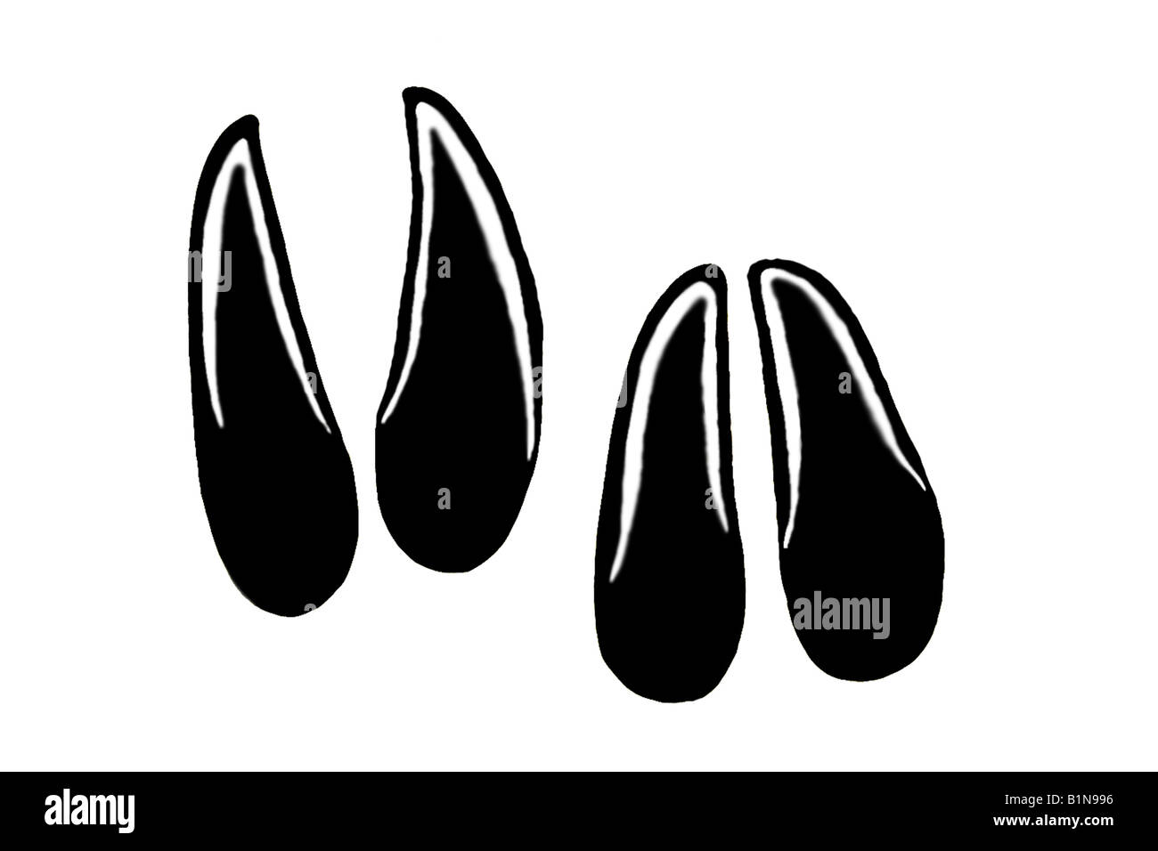 Reh (Capreolus Capreolus), Fußabdrücke zeichnen Stockfoto