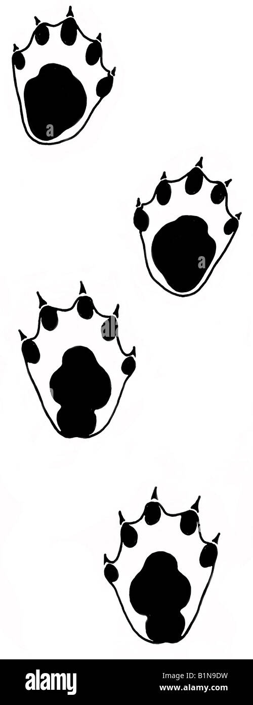 Fischotter (Lutra Lutra), Fußabdrücke, Zeichnung Stockfoto