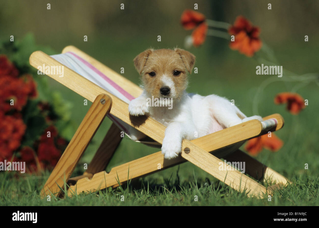 Jack Russell Terrier Canis Lupus Familiaris Welpen liegen in einem kleinen Liegestuhl Stockfoto