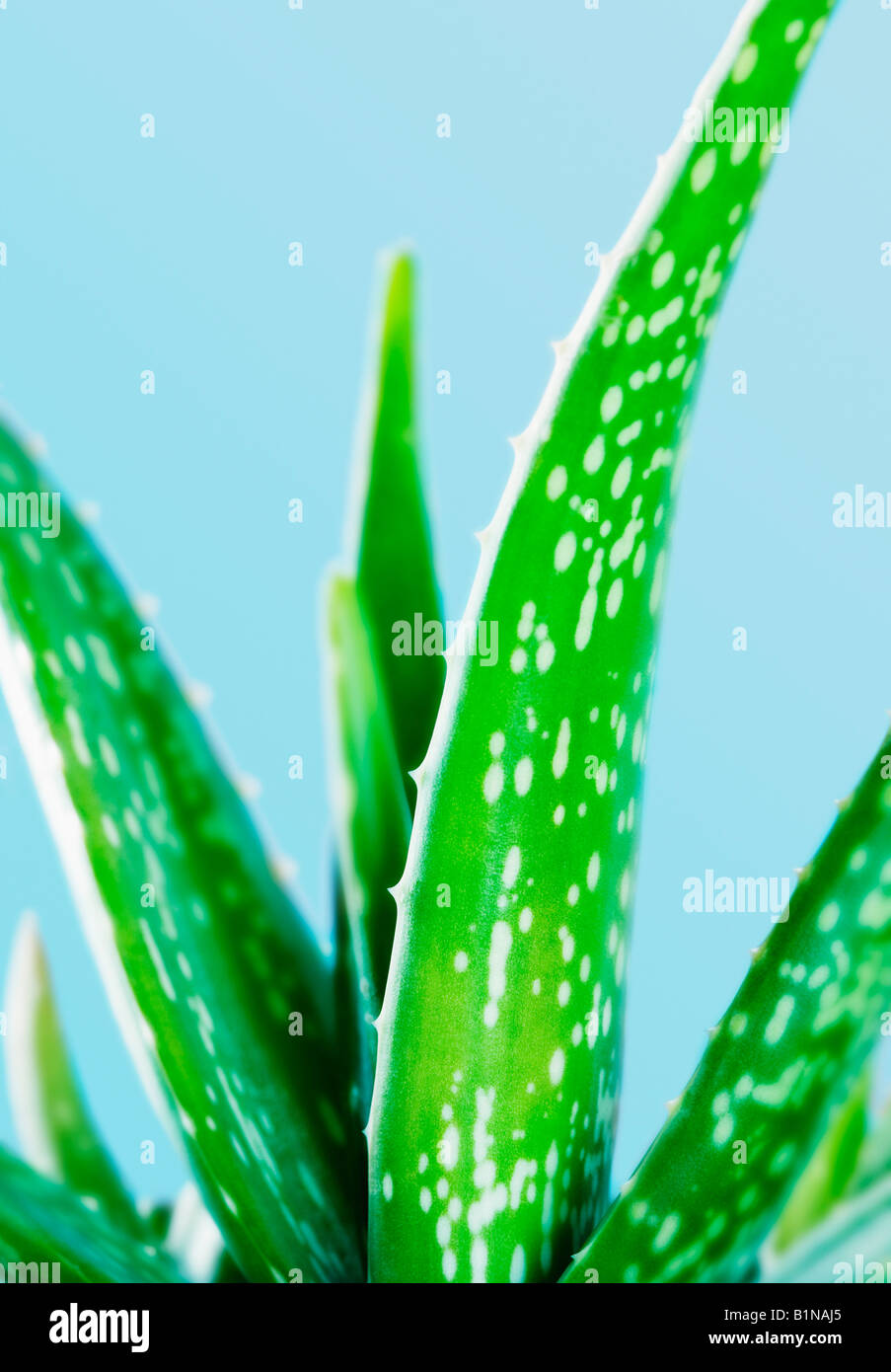 Nahaufnahme einer Aloe Vera Pflanze Stockfoto