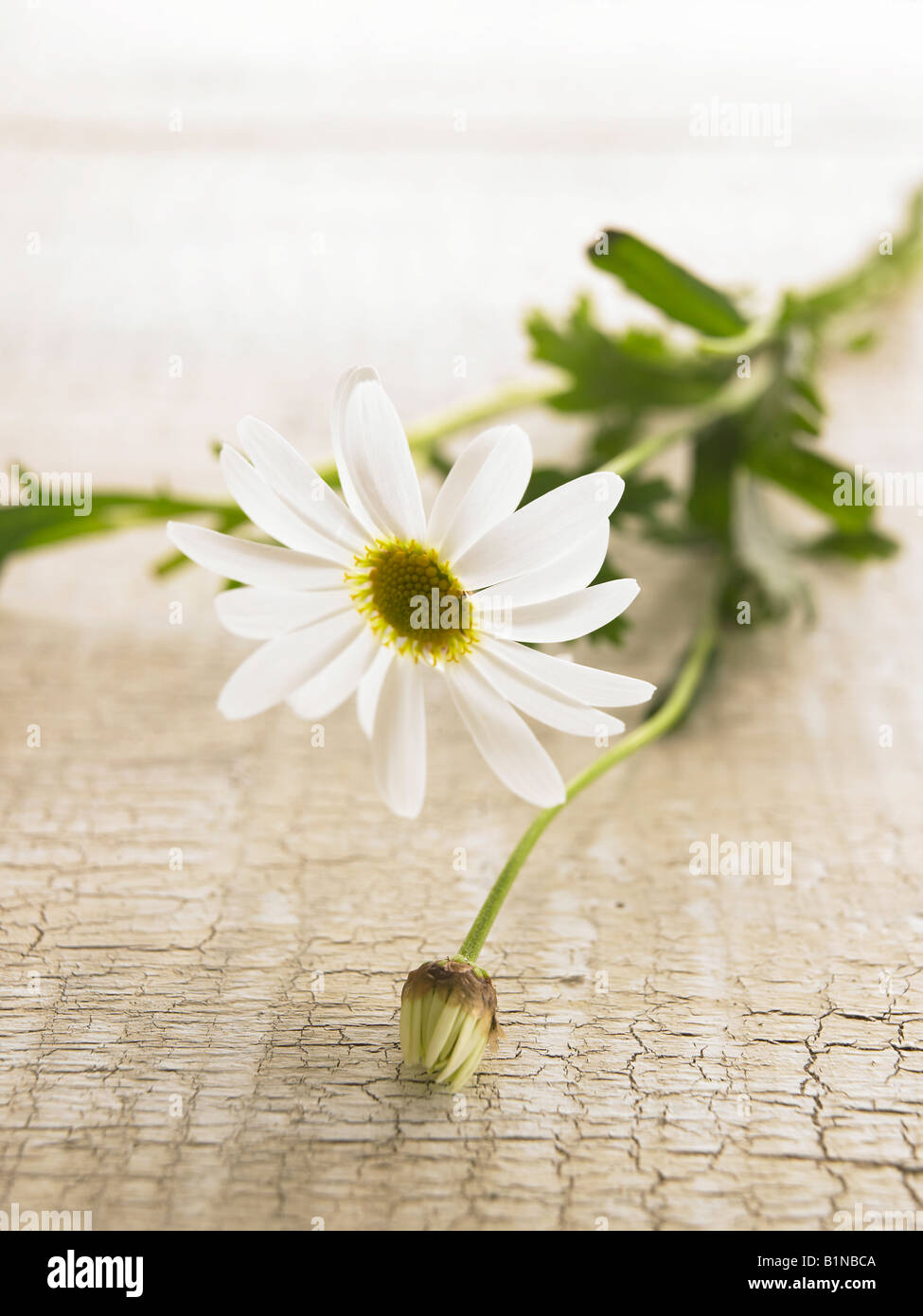 Margerite-Blüte Stockfoto