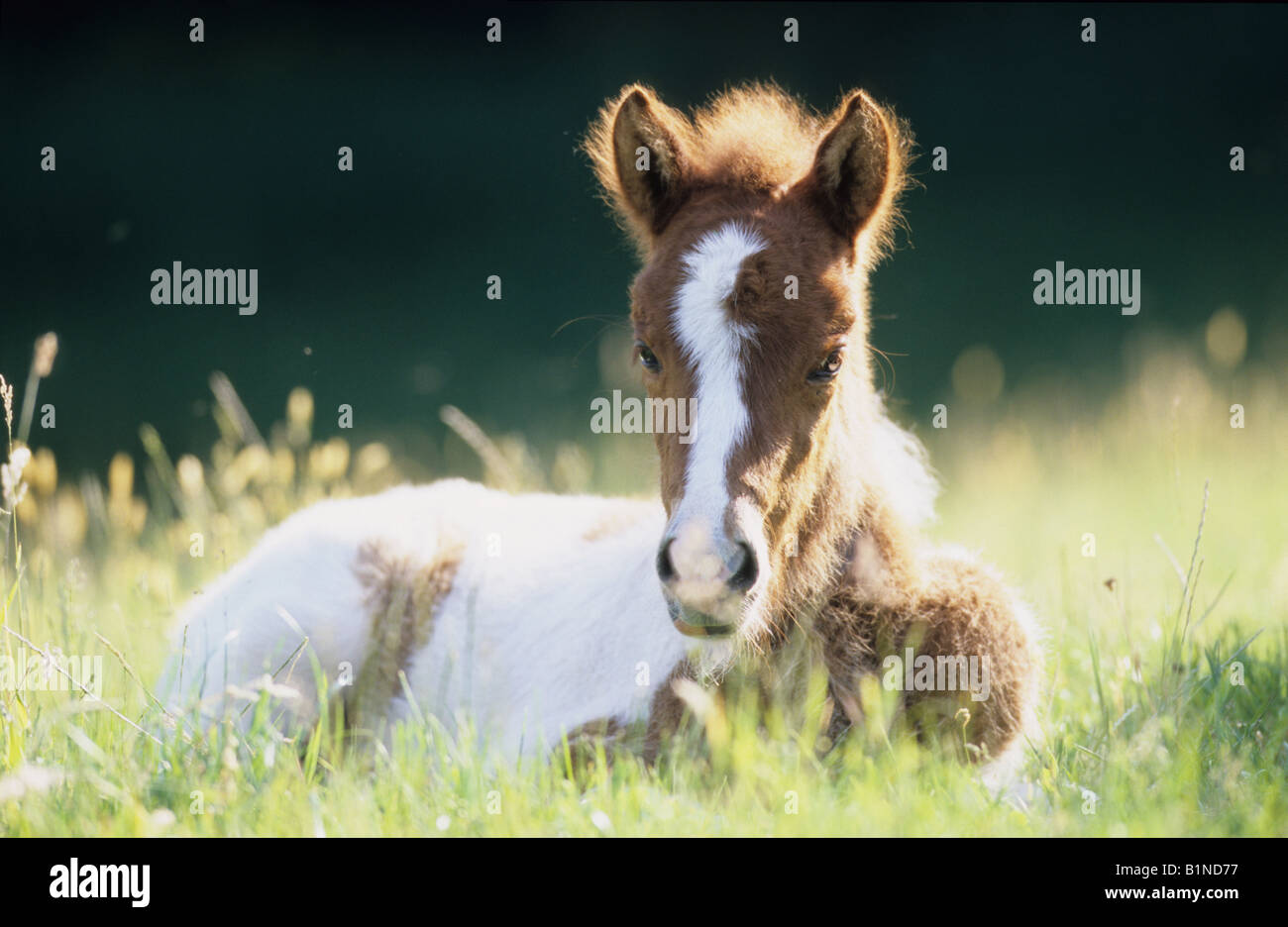 Isländische Pferd Equus Caballus Fohlen auf einer Wiese liegend Stockfoto