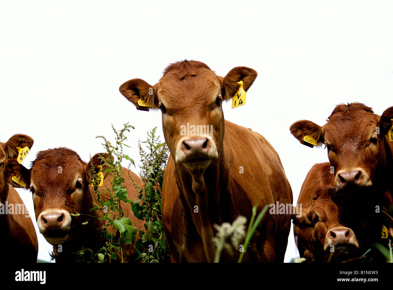 Einzelne Mutterkühe Limousin Champion Rindfleisch Herde Stockfoto