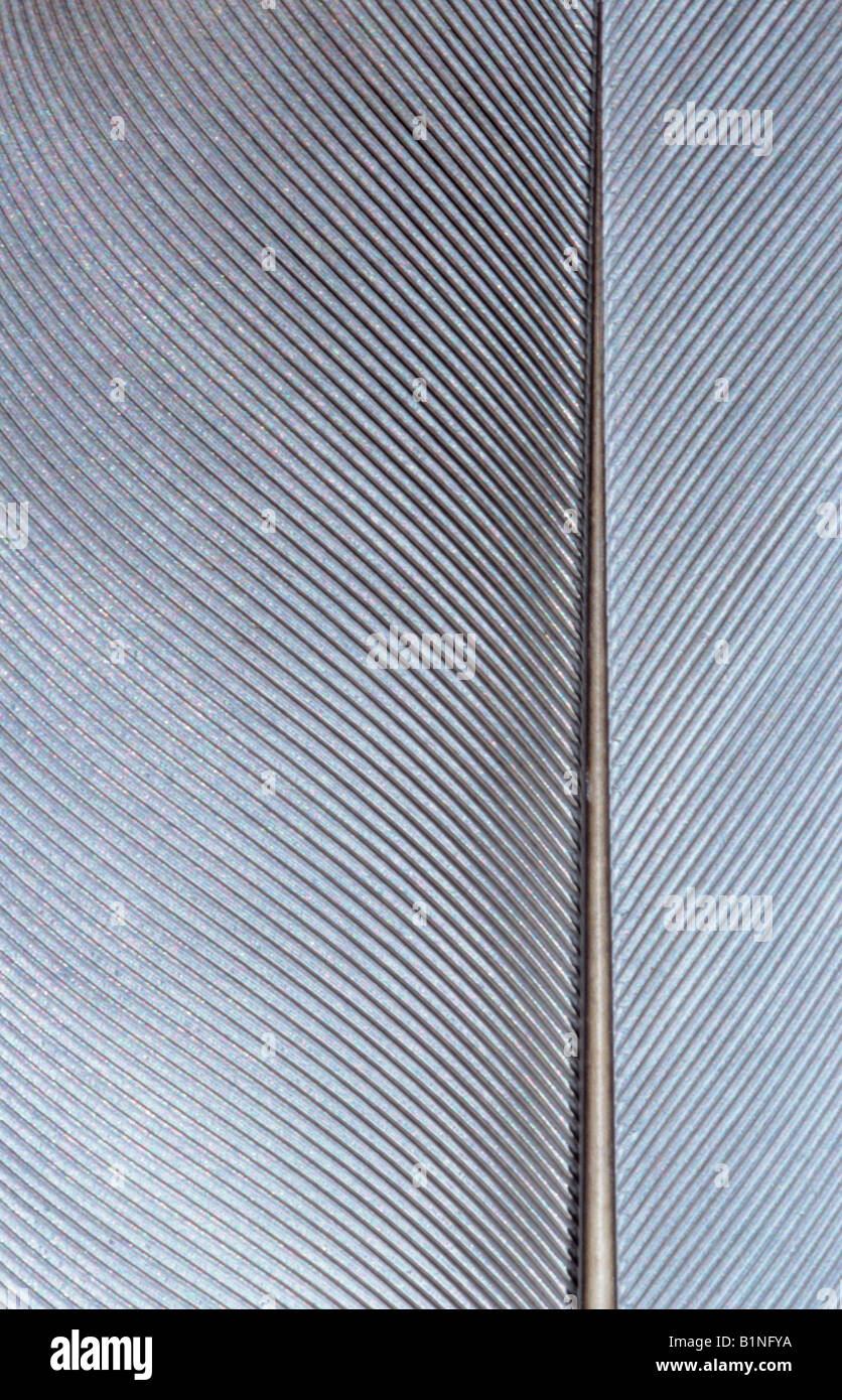 Feder-Detail Ringeltaube (Columba Palumbus) Stockfoto