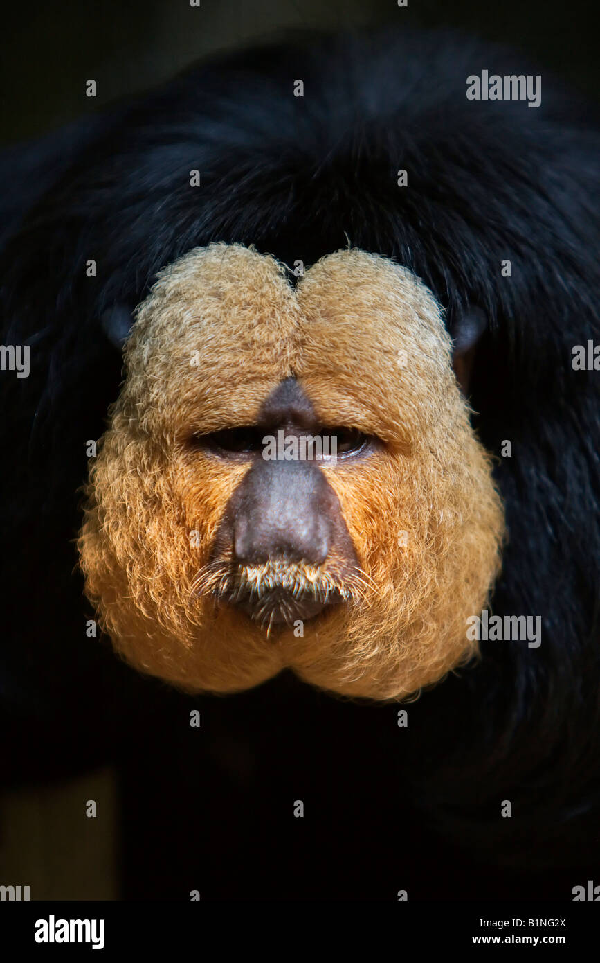 Singapur in Südostasien Zoo Affengesicht Stockfoto