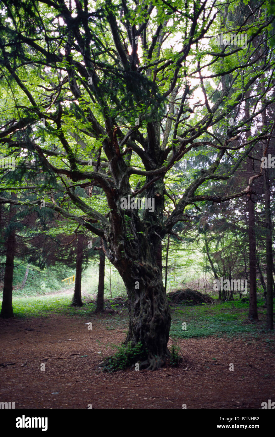 Alter Baum im Sommer Wald Stockfoto