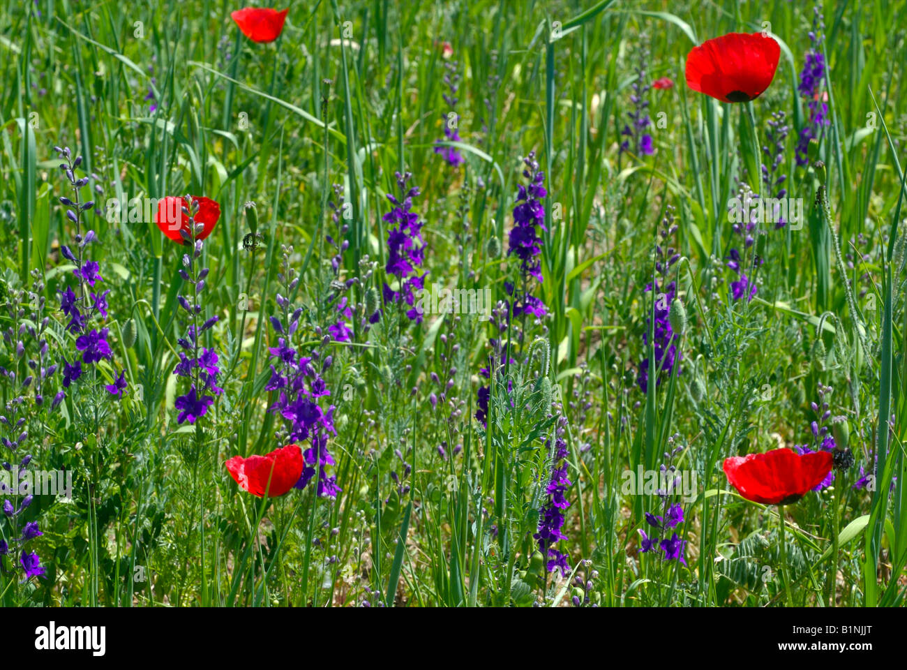 Türkische Wiesenblumen Stockfoto
