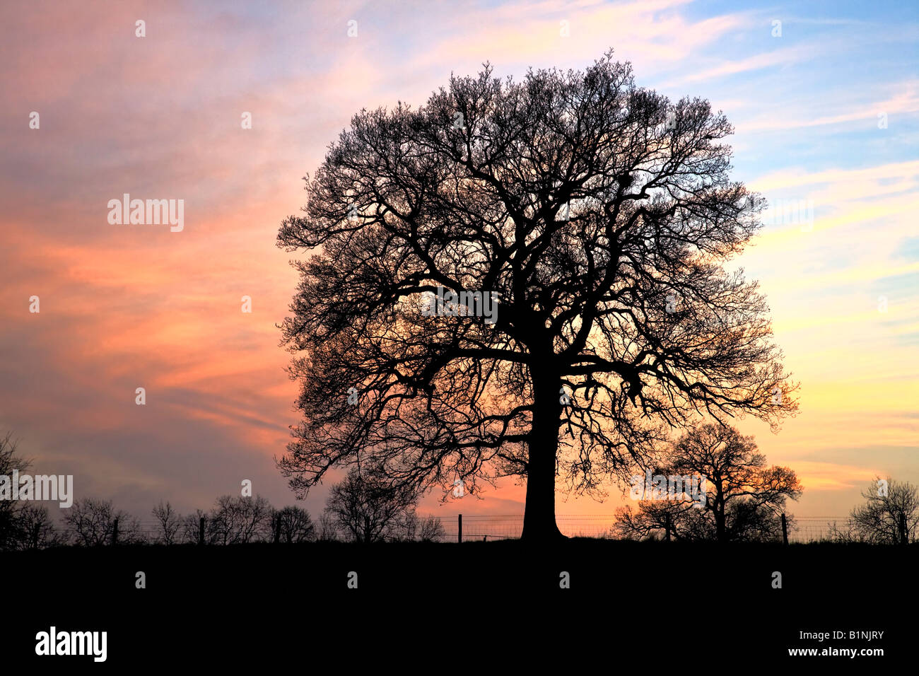 Winter Baum und Sonnenuntergang Stockfoto