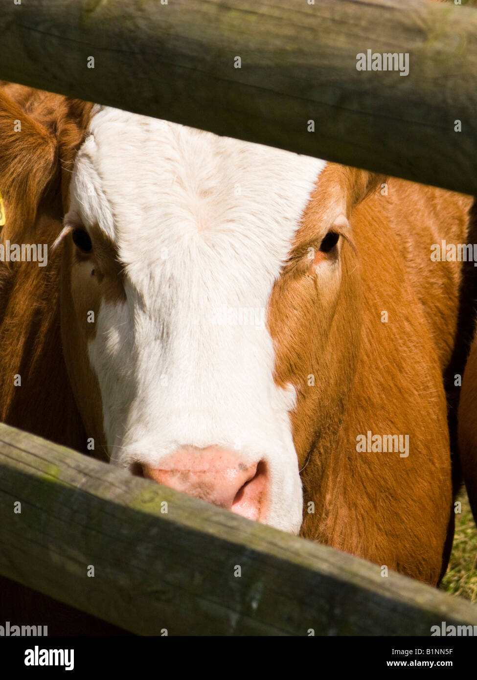 Kuh auf der Suche durch eine Lücke im Zaun in einem Feld in England, UK Stockfoto