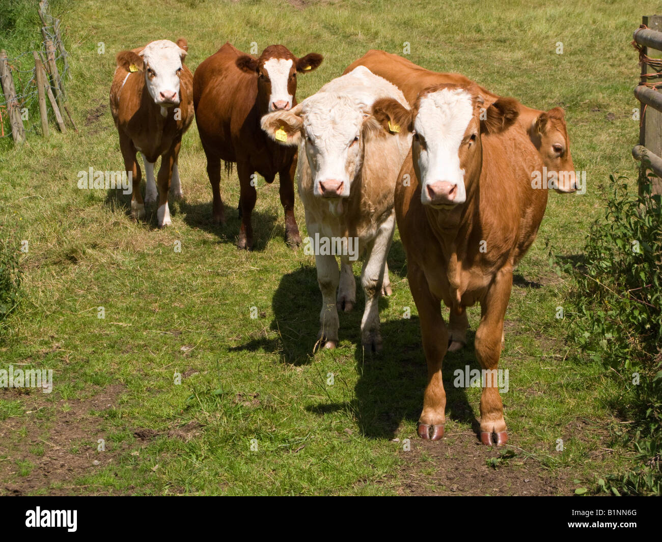 Kleine Herde von jungen Kühen in einem Feld England UK Stockfoto