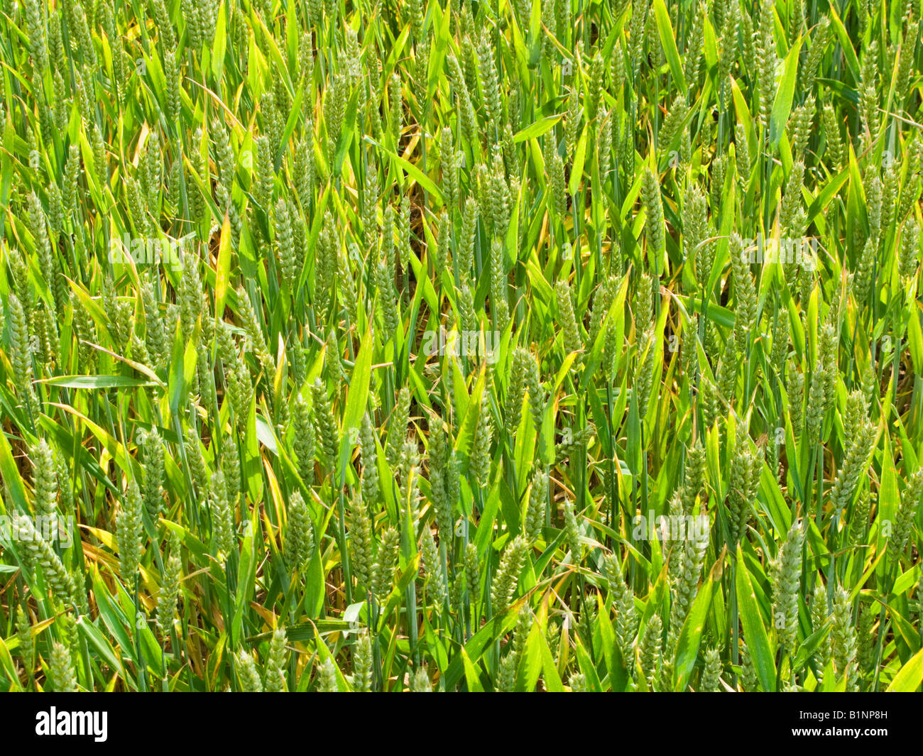 Junge unreife Weizen Nahaufnahme UK Stockfoto