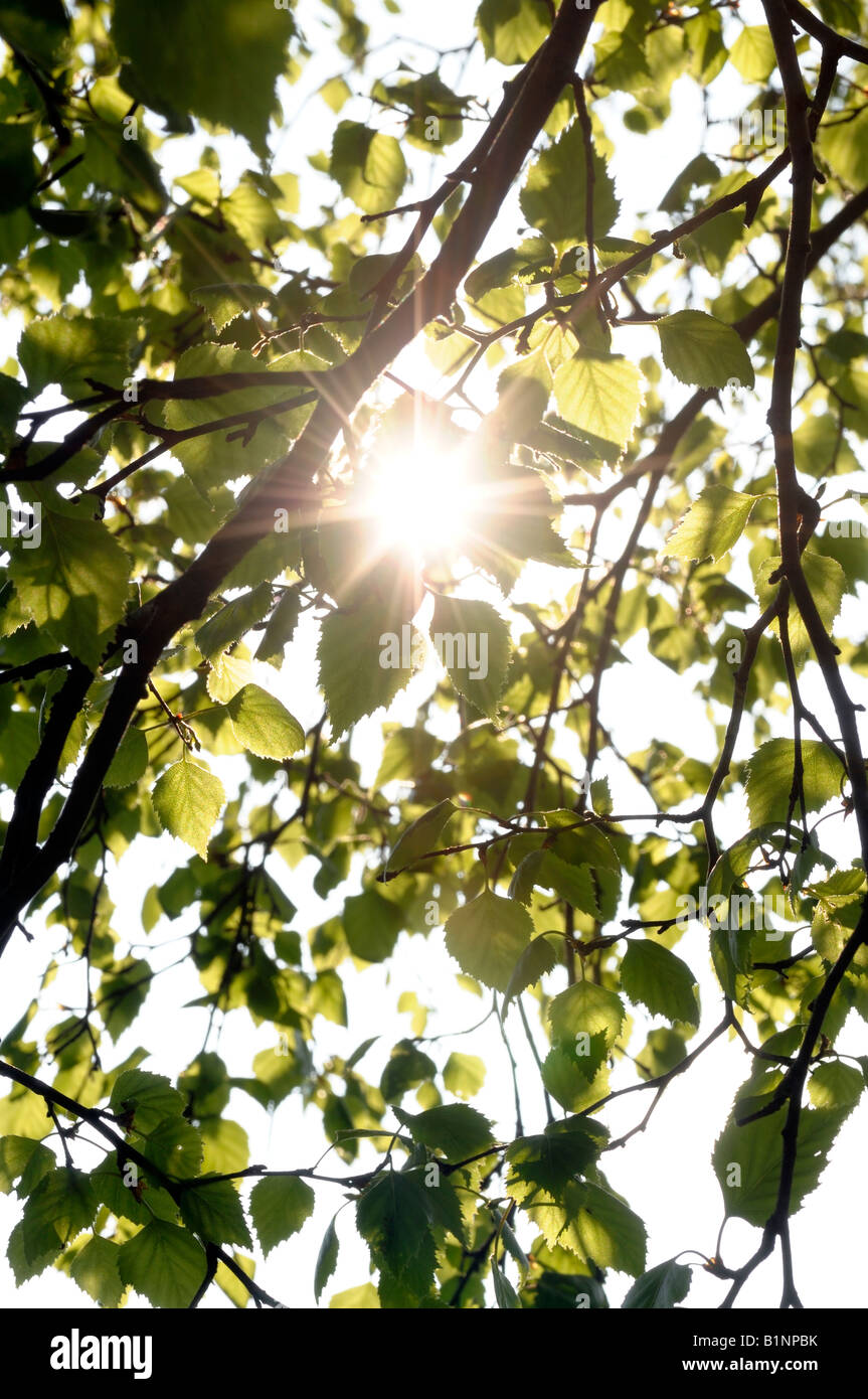 Birke-Baum-Blätter Stockfoto