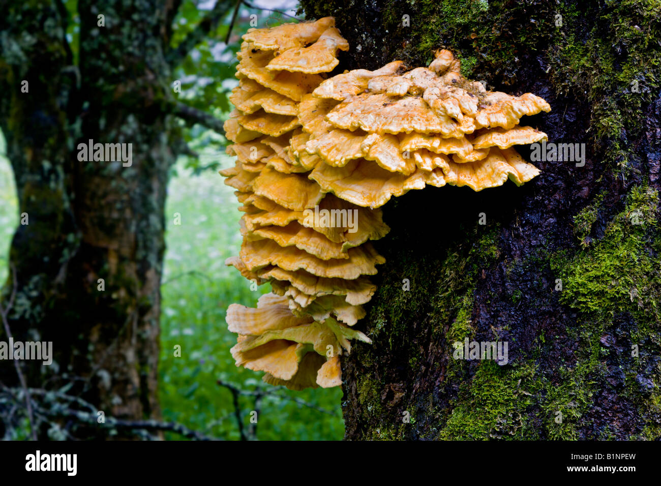 Schwefel Polypore oder Huhn des Waldes Stockfoto