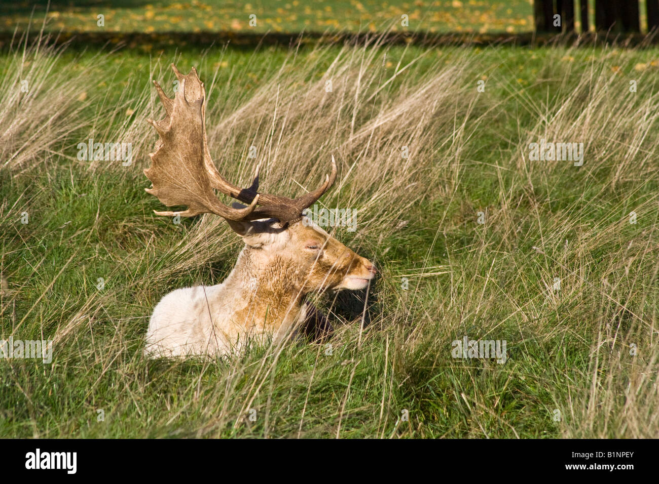 Damhirsch Hirsch in Richmond Park Stockfoto