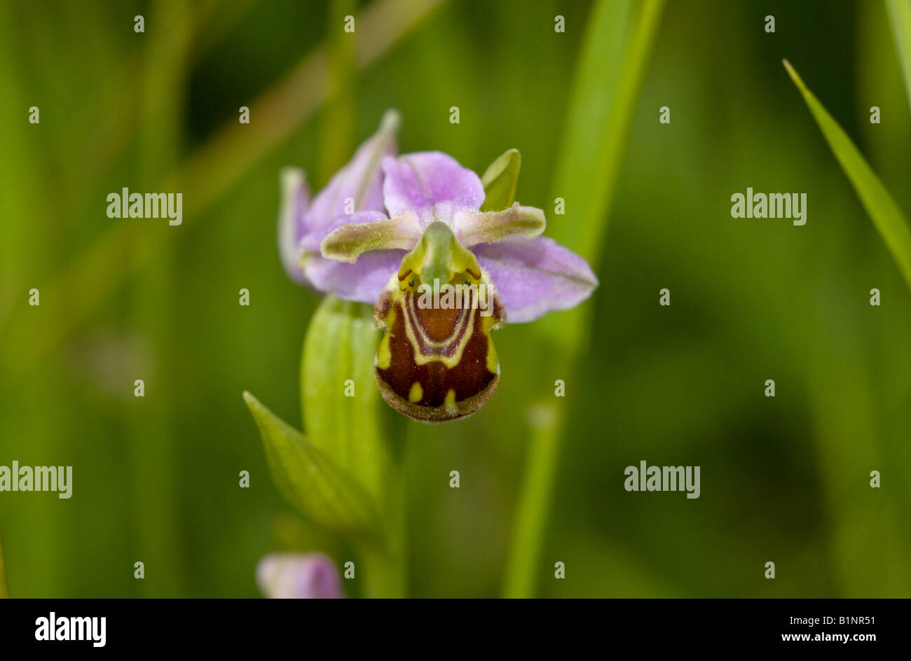 Biene Orchidee am Wasserwerk Nature Reserve London Stockfoto
