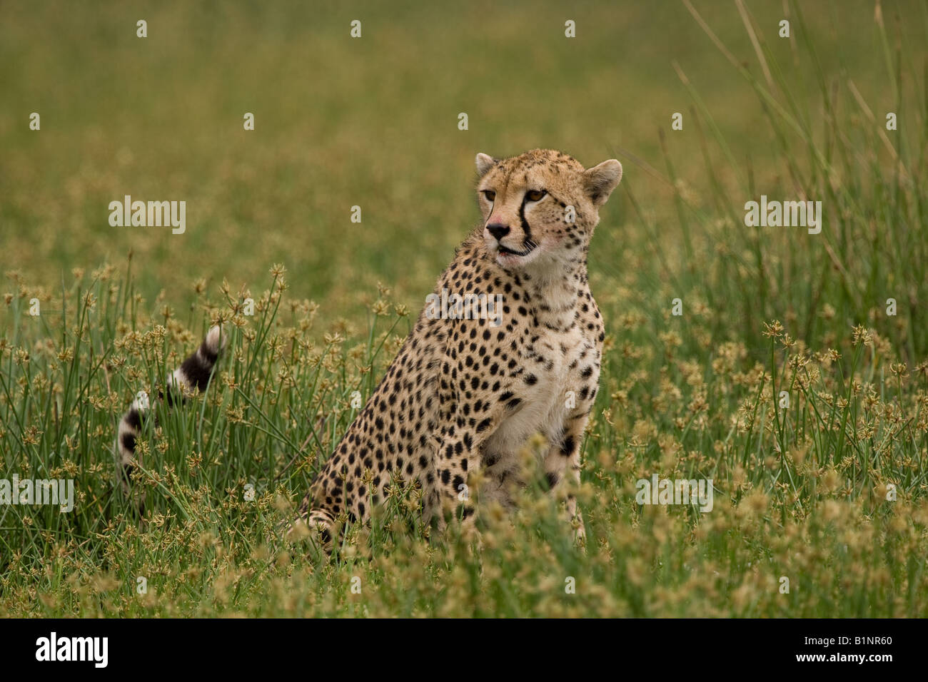 Gepard mit Blut befleckten Mund am Ndutu in Ngorongoro Conservation Area von Tansania, Ostafrika Stockfoto