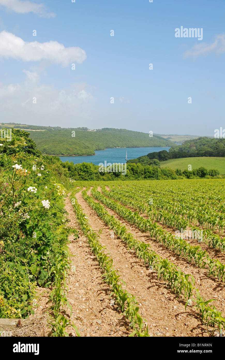 Feld mit frühen Wachstum von Mais in der Nähe des Helford River in Cornwall, england Stockfoto