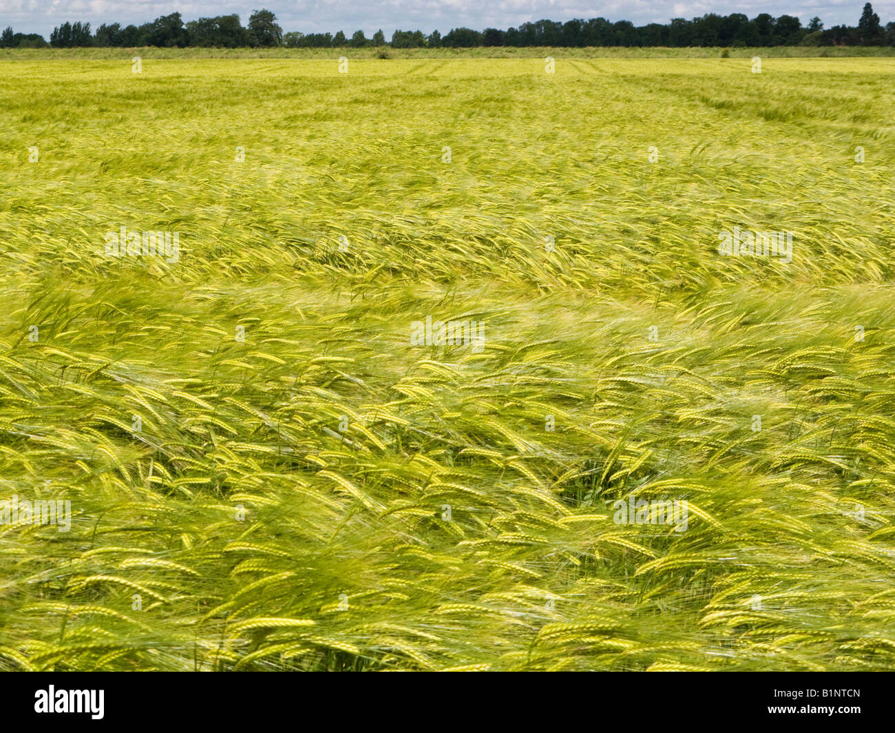 Junge unreife Feld Gerste Ernte in einem Ackerland Felder wiegen sich im Wind UK Stockfoto