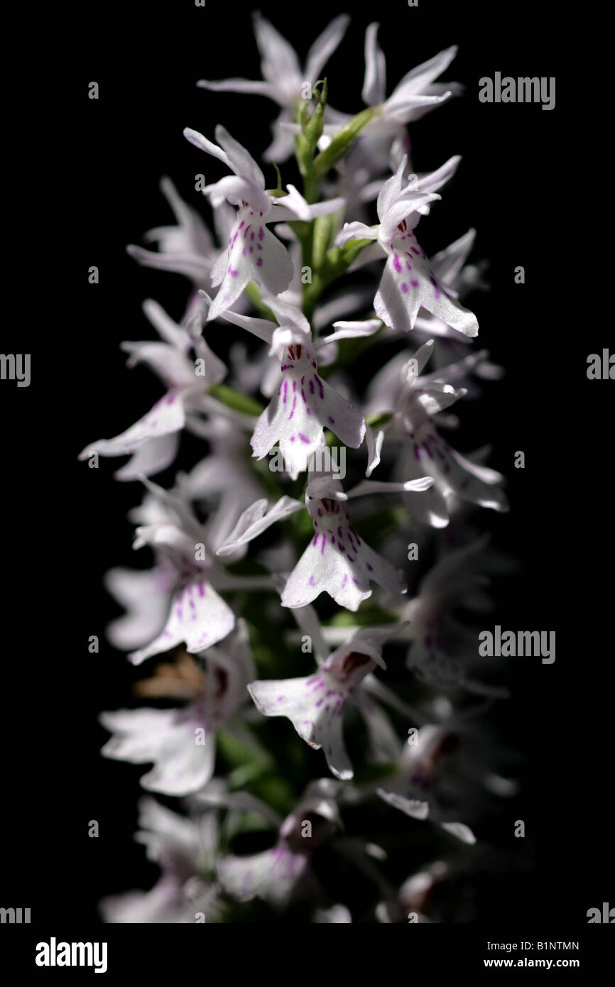 Gemeinsamen entdeckt Orchidee (Dactylorhiza Fuchsii) Stockfoto