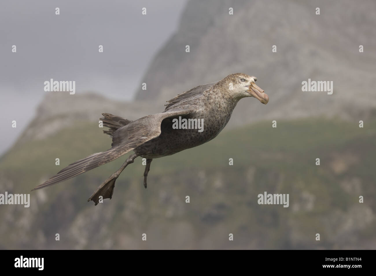 Nördlichen Giant Petrel (Macronectes Halli) im Flug über Bird Island, Süd-Georgien Stockfoto