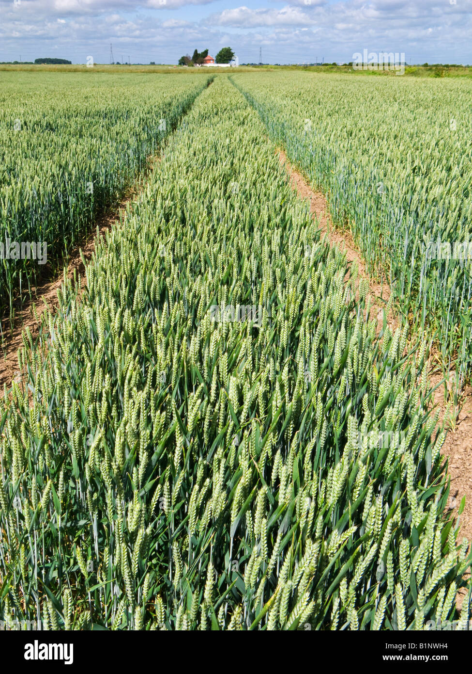 Traktor-Linien in einem Weizenfeld im späten Frühjahr / Anfang Sommer, England, UK Stockfoto