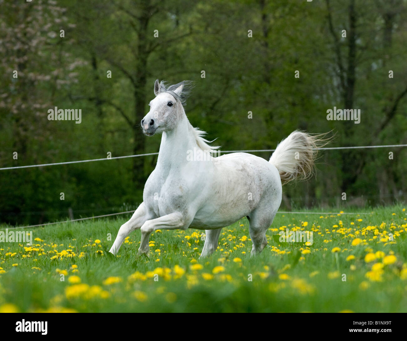 Schimmel in vollem Galopp Stockfoto